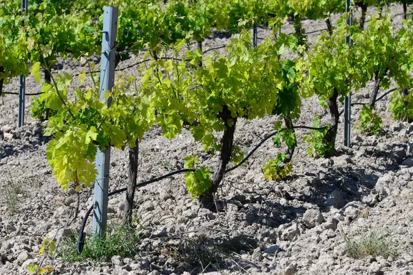 Wine Field Vineyard Agriculture Plantation — Stock Photo, Image