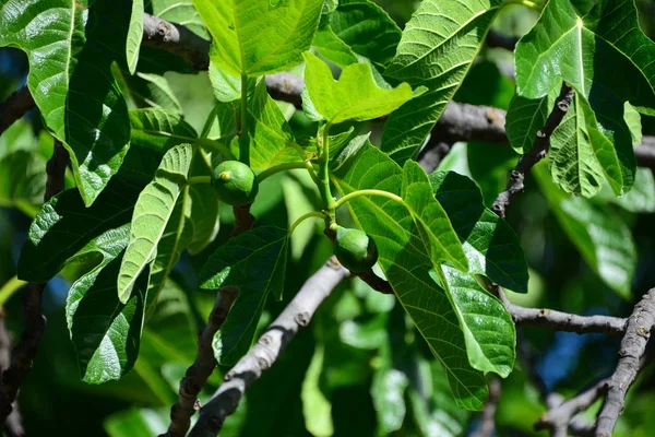 Liście Figowe Drzewo Owocowe Przyrodzie — Zdjęcie stockowe