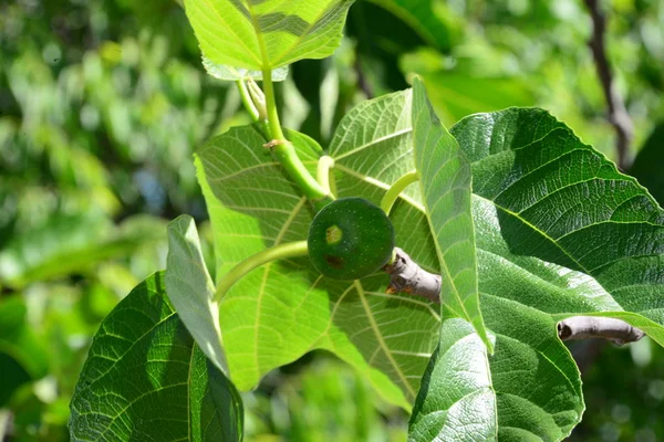 Figenblade Frugttræer Naturen - Stock-foto