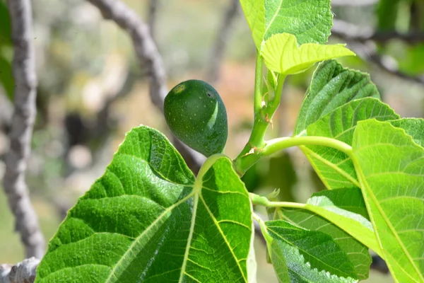 Hojas Higuera Árboles Frutales Naturaleza — Foto de Stock