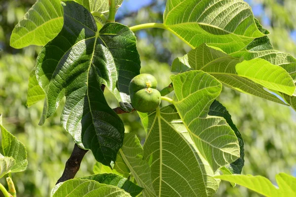 Feigenbaum Grüne Blätter Des Obstbaums — Stockfoto