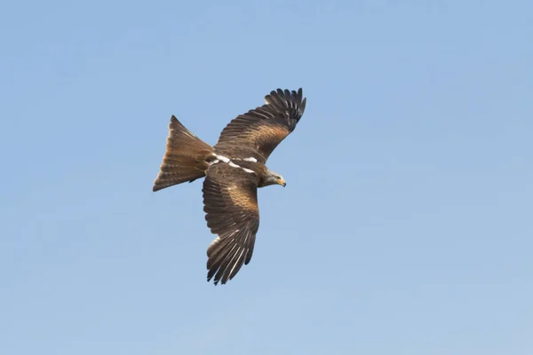 Vue Panoramique Bel Oiseau Nature — Photo