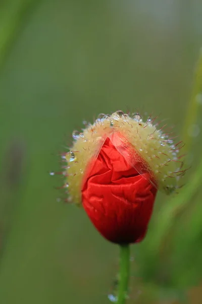 Close View Beautiful Wild Poppy Flowers — Stock Photo, Image