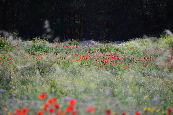 Nahaufnahme Von Schönen Wilden Mohnblumen — Stockfoto