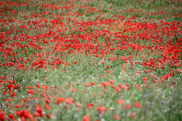 Vue Rapprochée Belles Fleurs Pavot Sauvage — Photo