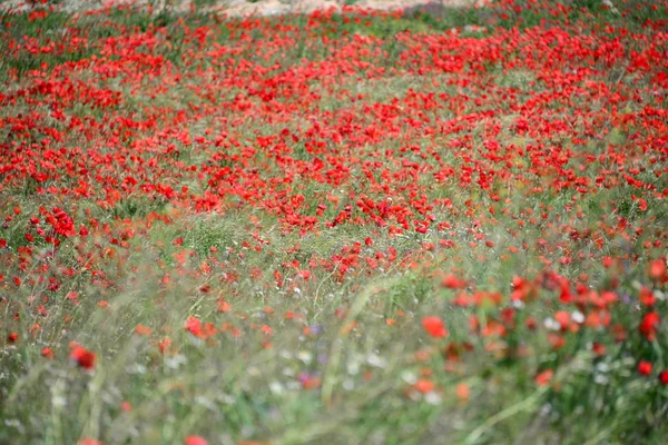 Close View Beautiful Wild Poppy Flowers — Stock Photo, Image