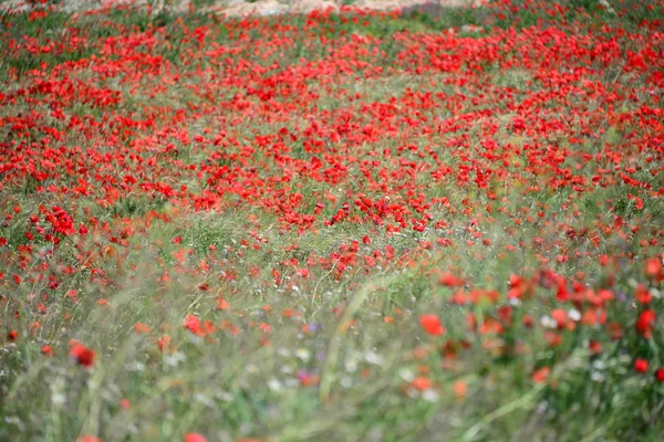 Vista Close Belas Flores Papoula Selvagem — Fotografia de Stock