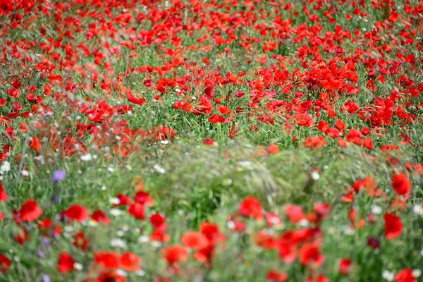 Vue Rapprochée Belles Fleurs Pavot Sauvage — Photo