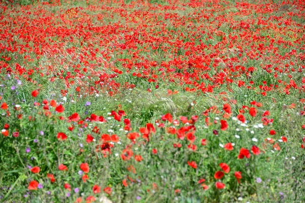 美しい野生のケシの花の近景 — ストック写真