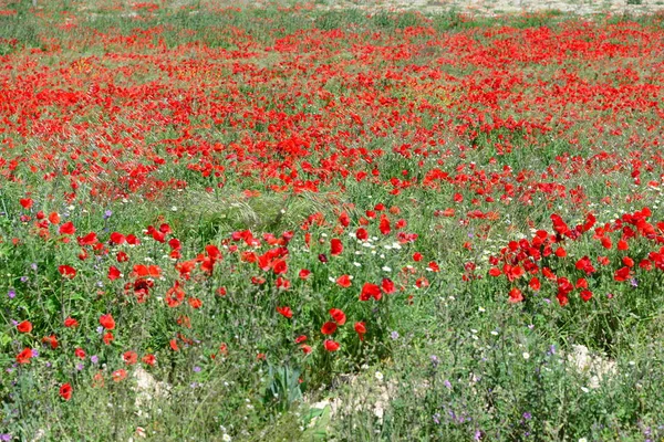 Vista Cerca Hermosas Flores Amapola Silvestre —  Fotos de Stock