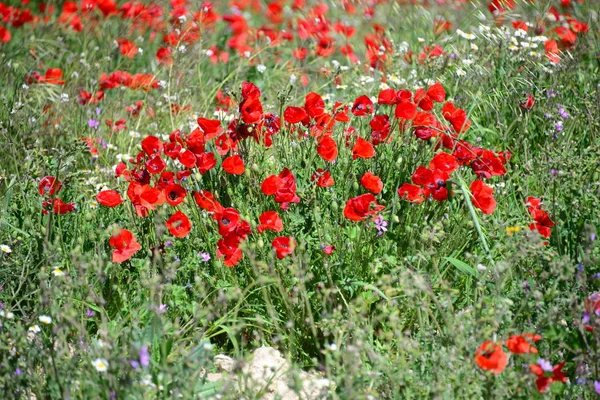 Hermosas Flores Amapolas Fondo — Foto de Stock