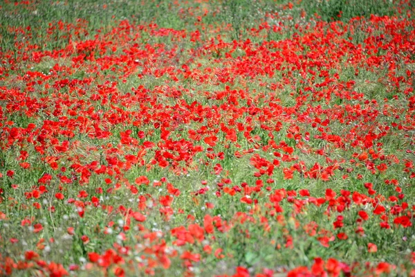 背景に美しいポピーの花 — ストック写真