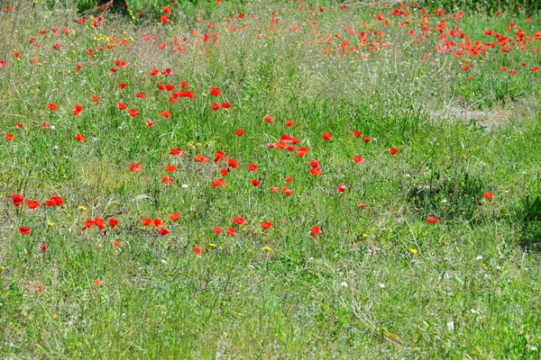 Vista Cerca Hermosas Flores Amapola Silvestre —  Fotos de Stock