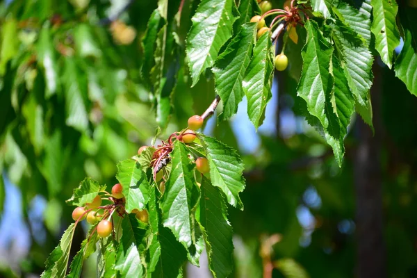 Cerezas Árbol Bayas Frutas — Foto de Stock