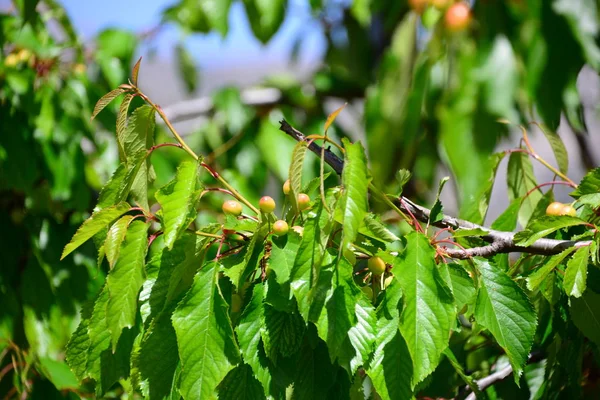 Hojas Verdes Con Bayas Cereza Árbol — Foto de Stock