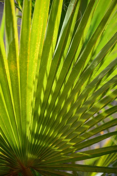 Floral Leaves Nature Environment — Stock Photo, Image