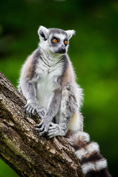 Ringsvansad Lemur Lemurer — Stockfoto