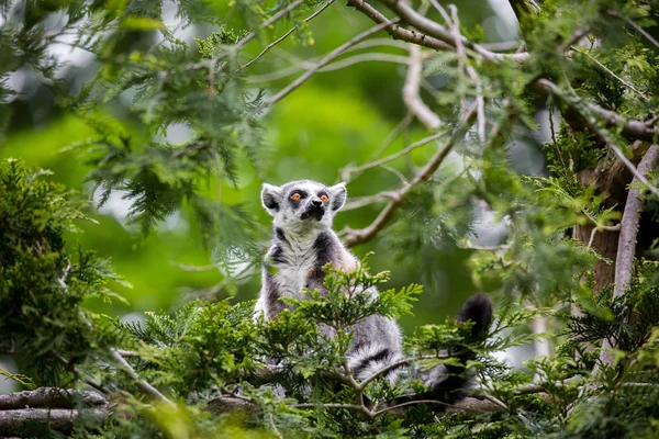 Lemure Dalla Coda Anello Suricata Suricatta Natura Selvaggia — Foto Stock