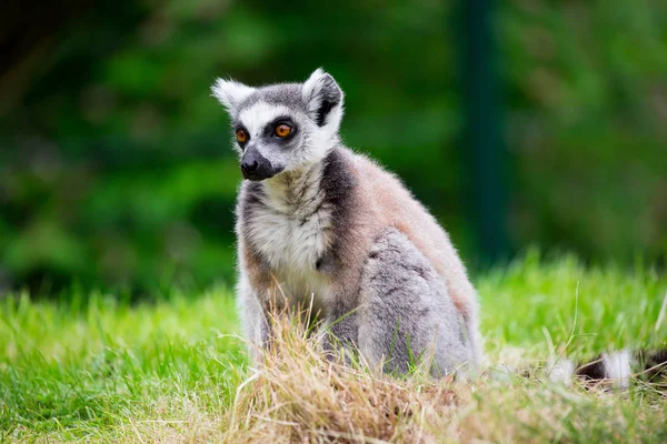 Halka Kuyruklu Lemur Suricata Suricatta Vahşi Doğada — Stok fotoğraf