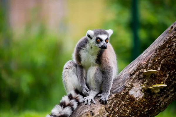 Lémur Cola Anillada Suricata Suricatta Naturaleza Salvaje — Foto de Stock