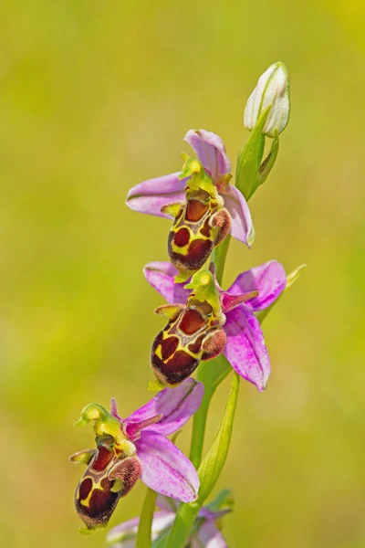 Belles Fleurs Orchidée Fleurissent — Photo