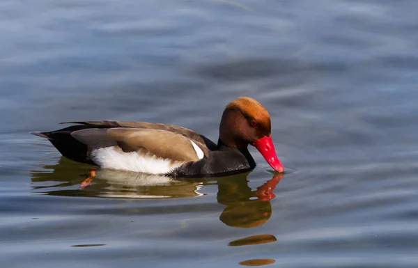 Vacker Utsikt Över Vacker Fågel Naturen — Stockfoto