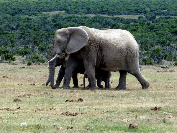 Elefantes Naturaleza Durante Safari Sudáfrica — Foto de Stock