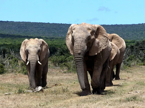 Elefantes Natureza Durante Safari África Sul — Fotografia de Stock