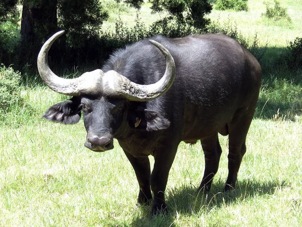 Buffalo Animaux Herbivores Faune — Photo