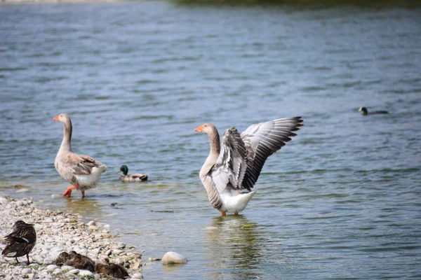 Goose Geese Lake Spain — Stock Photo, Image