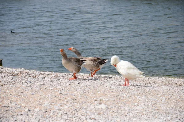 Oies Oies Lac Espagne — Photo