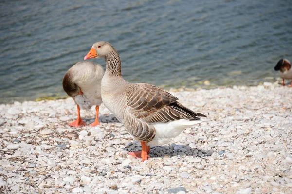 Gênero Aves Aquáticas Bonitas Anser Espanha — Fotografia de Stock