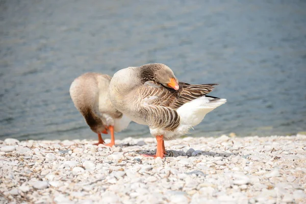 Gênero Aves Aquáticas Bonitas Anser Espanha — Fotografia de Stock