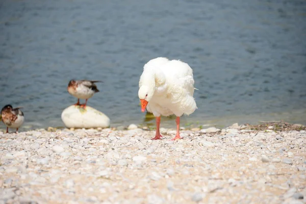 Gênero Aves Aquáticas Bonitas Anser Espanha — Fotografia de Stock