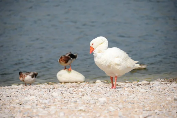 Gênero Aves Aquáticas Bonitas Anser Espanha — Fotografia de Stock