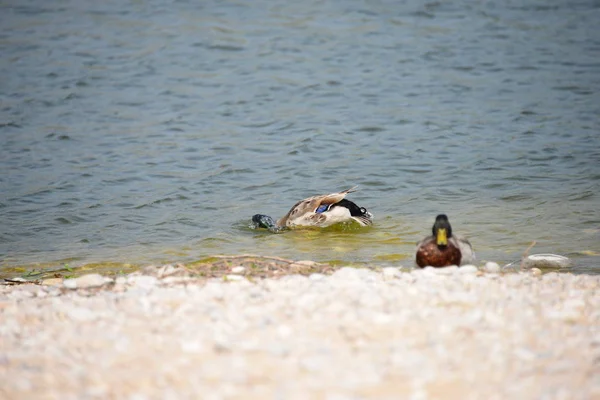 Stockenten Lago Spagna — Foto Stock