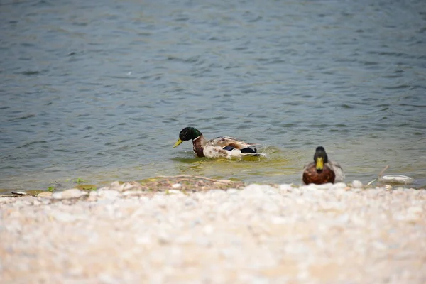 Stockenten Lago España — Foto de Stock