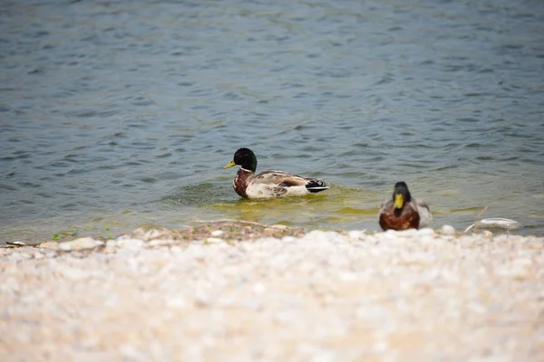 Stockenten Lago Spagna — Foto Stock