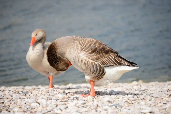 Gans Χήνες Στη Λίμνη Στην Ισπανία — Φωτογραφία Αρχείου