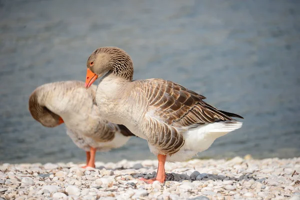 Gênero Aves Aquáticas Bonitas Anser Espanha — Fotografia de Stock