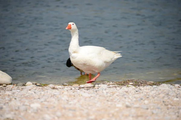 Gans Geese Lake Spain — стоковое фото