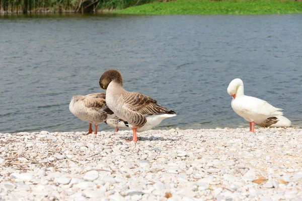 Gênero Aves Aquáticas Bonitas Anser Espanha — Fotografia de Stock