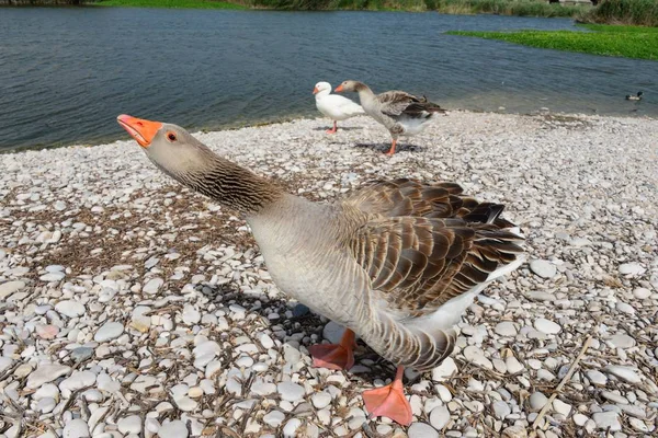 Goose Goose Lake Spain — Zdjęcie stockowe