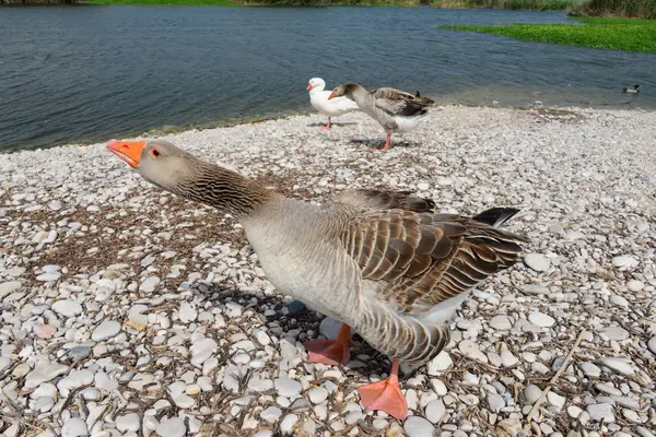 Gans Libák Tavon Spanyolországban — Stock Fotó