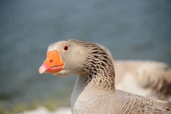 Spanya Güzel Kuşu Türü Anser — Stok fotoğraf