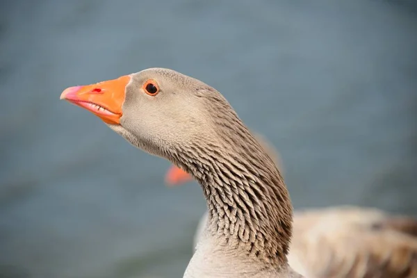 Gans Libák Tavon Spanyolországban — Stock Fotó