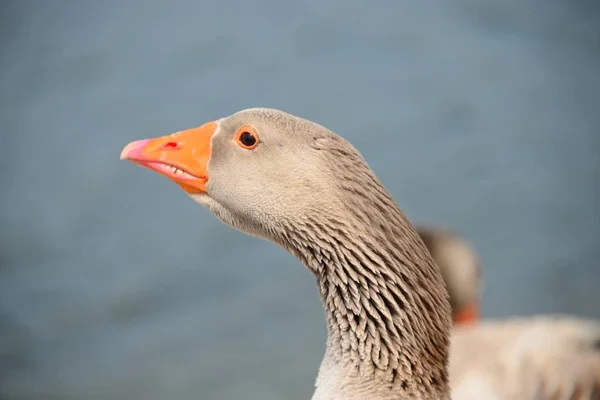 Hermoso Género Aves Acuáticas Anser Dolor — Foto de Stock