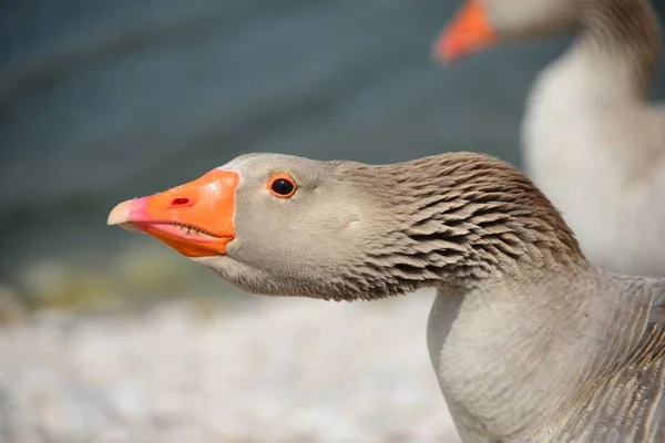 Goose Geese Lake Spain — Stock Photo, Image