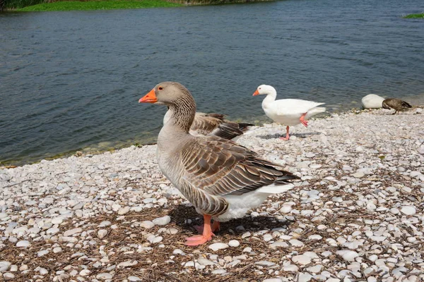 Goose Lago Ganso Espanha — Fotografia de Stock