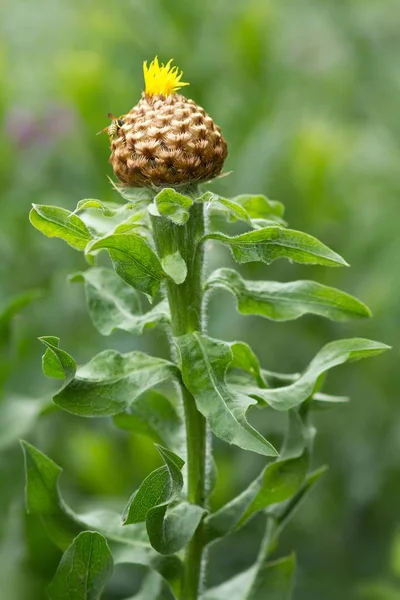 Big Headed Knapweed Stout Knapweed — Stock Photo, Image